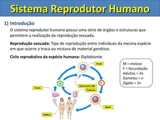 1) Introdução
O sistema reprodutor humano possui uma série de órgãos e estruturas que
permitem a realização da reprodução sexuada.
Reprodução sexuada: Tipo de reprodução entre indivíduos da mesma espécie
em que ocorre a troca ou mistura de material genético.
Ciclo reprodutivo da espécie humana: Diplobionte
Sistema Reprodutor HumanoSistema Reprodutor Humano
M = meiose
F = fecundação
Adultos = 2n
Gametas = n
Zigoto = 2n
 