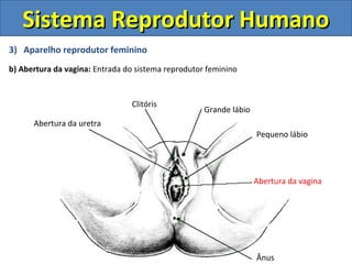 3) Aparelho reprodutor feminino
b) Abertura da vagina: Entrada do sistema reprodutor feminino
Sistema Reprodutor HumanoSistema Reprodutor Humano
Ânus
Abertura da vagina
Pequeno lábio
Grande lábio
Clitóris
Abertura da uretra
 