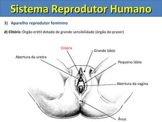 3) Aparelho reprodutor feminino
d) Clitóris: Órgão erétil dotado de grande sensibilidade (órgão do prazer)
Sistema Reprodutor HumanoSistema Reprodutor Humano
Ânus
Abertura da vagina
Pequeno lábio
Grande lábio
Clitóris
Abertura da uretra
 
