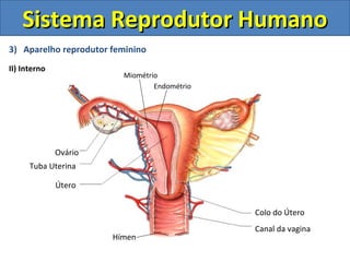 3) Aparelho reprodutor feminino
II) Interno
Sistema Reprodutor HumanoSistema Reprodutor Humano
Colo do Útero
Canal da vagina
Útero
Tuba Uterina
Ovário
Endométrio
Miométrio
Hímen
 