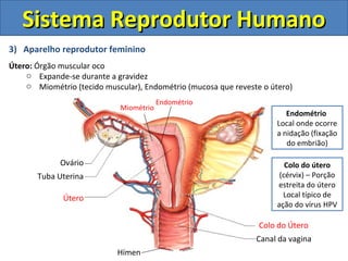 3) Aparelho reprodutor feminino
Útero: Órgão muscular oco
o Expande-se durante a gravidez
o Miométrio (tecido muscular), Endométrio (mucosa que reveste o útero)
Sistema Reprodutor HumanoSistema Reprodutor Humano
Colo do Útero
Canal da vagina
Útero
Tuba Uterina
Ovário
Endométrio
Miométrio
Hímen
Endométrio
Local onde ocorre
a nidação (fixação
do embrião)
Colo do útero
(cérvix) – Porção
estreita do útero
Local típico de
ação do vírus HPV
 
