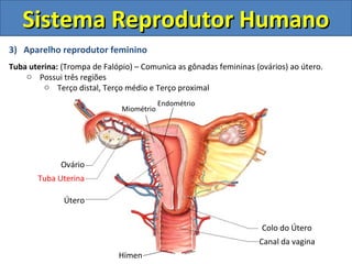 3) Aparelho reprodutor feminino
Tuba uterina: (Trompa de Falópio) – Comunica as gônadas femininas (ovários) ao útero.
o Possui três regiões
o Terço distal, Terço médio e Terço proximal
Sistema Reprodutor HumanoSistema Reprodutor Humano
Colo do Útero
Canal da vagina
Útero
Tuba Uterina
Ovário
Endométrio
Miométrio
Hímen
 