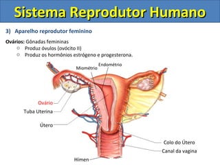 3) Aparelho reprodutor feminino
Ovários: Gônadas femininas
o Produz óvulos (ovócito II)
o Produz os hormônios estrógeno e progesterona.
Sistema Reprodutor HumanoSistema Reprodutor Humano
Colo do Útero
Canal da vagina
Útero
Tuba Uterina
Ovário
Endométrio
Miométrio
Hímen
 