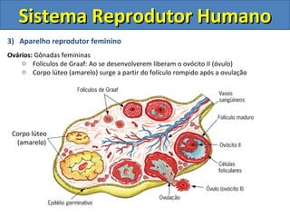 3) Aparelho reprodutor feminino
Ovários: Gônadas femininas
o Folículos de Graaf: Ao se desenvolverem liberam o ovócito II (óvulo)
o Corpo lúteo (amarelo) surge a partir do folículo rompido após a ovulação
Sistema Reprodutor HumanoSistema Reprodutor Humano
Corpo lúteo
(amarelo)
 
