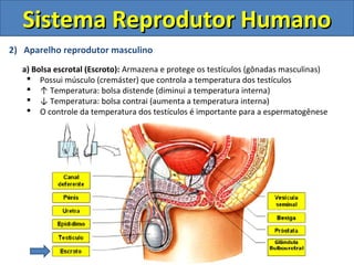 2) Aparelho reprodutor masculino
a) Bolsa escrotal (Escroto): Armazena e protege os testículos (gônadas masculinas)
 Possui músculo (cremáster) que controla a temperatura dos testículos
 ↑ Temperatura: bolsa distende (diminui a temperatura interna)
 ↓ Temperatura: bolsa contrai (aumenta a temperatura interna)
 O controle da temperatura dos testículos é importante para a espermatogênese
Sistema Reprodutor HumanoSistema Reprodutor Humano
 