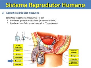 2) Aparelho reprodutor masculino
b) Testículos (gônadas masculina) – 1 par
 Produz os gametas masculinos (espermatozóides)
 Produz o hormônio sexual masculino (Testosterona)
Sistema Reprodutor HumanoSistema Reprodutor Humano
 