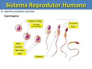 Sistema Reprodutor HumanoSistema Reprodutor Humano
2) Aparelho reprodutor masculino
Espermiogênse
 