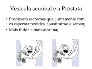 Vesícula seminal e a Próstata
• Produzem secreções que, juntamente com
  os espermatozóides, constituirão o sêmen;
• Mais fluida e mais alcalina;
 