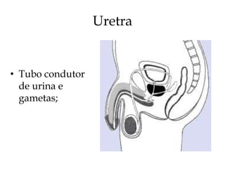 Uretra


• Tubo condutor
  de urina e
  gametas;
 