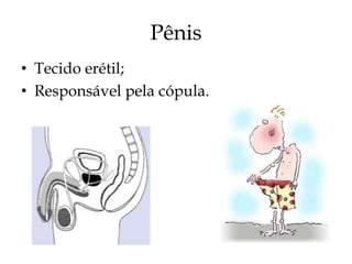 Pênis
• Tecido erétil;
• Responsável pela cópula.
 