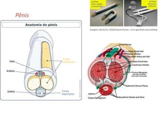 Pênis
 