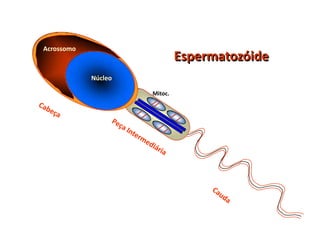 Acrossomo
                              Espermatozóide
            Núcleo

                     Mitoc.
 
