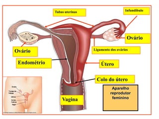 Tubas uterinas                      Infundíbulo




                                                   Ovário

                               Ligamento dos ovários
Ovário

 Endométrio                        Útero

                                 Colo do útero
                                          Aparelho
                                         reprodutor
                  Vagina                  feminino
 