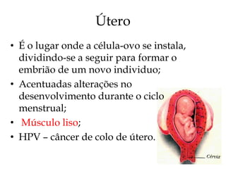 Útero
• É o lugar onde a célula-ovo se instala,
  dividindo-se a seguir para formar o
  embrião de um novo individuo;
• Acentuadas alterações no
  desenvolvimento durante o ciclo
  menstrual;
• Músculo liso;
• HPV – câncer de colo de útero.
 