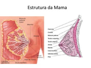 Estrutura da Mama
 