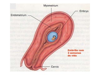 Embrião com
3 semanas
de vida
    Embrião com
    3 semanas
    de vida
 