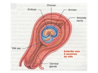 Embrião com
5 semanas
de vida
      Embrião com
      5 semanas
      de vida
 