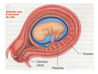 Embrião com
8 semanas
de vida
 