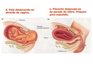 d. Feto deslocando-se   e. Placenta desgruda-se
através da vagina.      da parede do útero. Preparo
                        para expulsão.
 