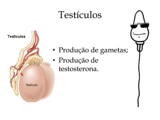 Testículos


• Produção de gametas;
• Produção de
  testosterona.
 