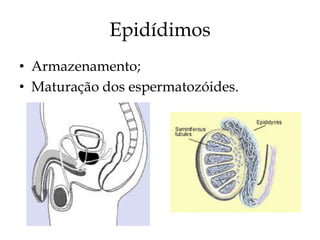 Epidídimos
• Armazenamento;
• Maturação dos espermatozóides.
 
