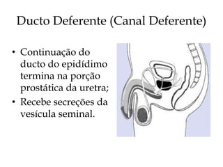 Ducto Deferente (Canal Deferente)

• Continuação do
  ducto do epidídimo
  termina na porção
  prostática da uretra;
• Recebe secreções da
  vesícula seminal.
 