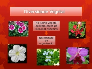 No Reino vegetal
existem cerca de
400.000 espécies
Necessidade
de
organização
 