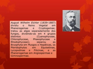 August Wilhelm Eichler (1839-1887)
dividiu o Reino Vegetal em
Phanerogamae e Cryptogamae;
tratou as algas separadamente dos
fungos, dividindo-as em 4 grupos
distintos (Cyanophyceae,
Chlorophyceae, Phaeophyceae e
Rhodophyceae); separou as
Bryophyta em Musgos e Hepáticas, os
Pteridophytos em Equisetinae,
Lycopodinae e Filicinae, e as
Phanerogamae em Angiospermae e
Gimnospermae.
 
