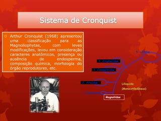  Arthur Cronquist (1968) apresentou
uma classificação para as
Magnoliophytas, com leves
modificações, levou em consideração
caracteres anatômicos, presença ou
ausência de endosperma,
composição química, morfologia do
órgão reprodutores, etc.
5. Lilliidae
4. Zingiberidae
3. Commelinidae
2. Arecidae
1. Alismatidae
Liliopsida
(Monocotiledôneas)
Magnoliidae
 