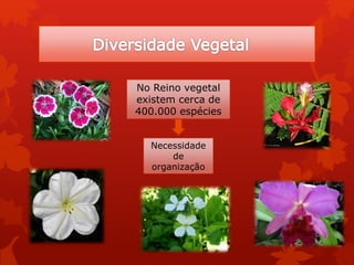 No Reino vegetal
existem cerca de
400.000 espécies
Necessidade
de
organização
 