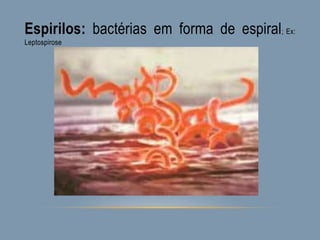 Espirilos: bactérias em forma de espiral; Ex:
Leptospirose
 
