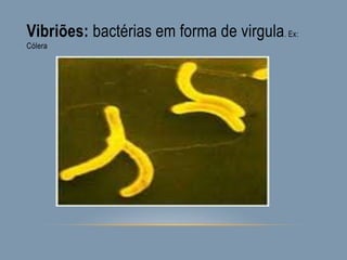Vibriões: bactérias em forma de virgula. Ex:
Cólera
 