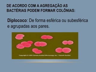 DE ACORDO COM A AGREGAÇÃO AS
BACTÉRIAS PODEM FORMAR COLÔNIAS:
Diplococo: De forma esférica ou subesférica
e agrupadas aos pares.
 