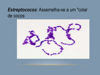Estreptococos: Assemelha-se a um "colar
de cocos"
 