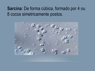 Sarcina: De forma cúbica, formado por 4 ou
8 cocos simetricamente postos.
 
