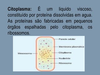Citoplasma: É um liquido viscoso,
constituído por proteína dissolvidas em agua.
As proteínas são fabricadas em pequenos
órgãos espalhadas pelo citoplasma, os
ribossomos.
 