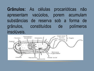 Grânulos: As células procarióticas não
apresentam vacúolos, porem acumulam
substâncias de reserva sob a forma de
grânulos, constituídos de polímeros
insolúveis.
 