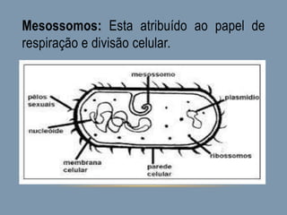 Mesossomos: Esta atribuído ao papel de
respiração e divisão celular.
 