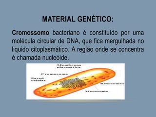 MATERIAL GENÉTICO:
Cromossomo bacteriano é constituído por uma
molécula circular de DNA, que fica mergulhada no
liquido citoplasmático. A região onde se concentra
é chamada nucleóide.
 