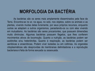 MORFOLOGIA DA BACTÉRIA
As bactérias são os seres mais amplamente disseminados pela face da
Terra. Encontra-se no ar, na agua, no solo, nos objetos, sobre os animais e as
plantas, vivendo muitas delas livremente, por seus próprios recursos, enquanto
outras se adaptam a outros organismos, parasitando-os ou com eles vivendo
em mutualismo. As bactérias são seres procariontes, que possuem dimensões
muito diminutas. Algumas bactérias possuem flagelos, que lhes conferem
movimentos ativos de locomoção. Quanto a nutrição, as bactérias podem ser
autótrofas e/ou heterótrofas. Quanto à respiração, as bactérias podem ser
aeróbicas e anaeróbicas. Podem viver isoladas ou em colônias. As organelas
citoplasmáticas são desprovidas de membranas delimitadoras e a reprodução
bacteriana é feita de forma sexuada ou assexuada.
 
