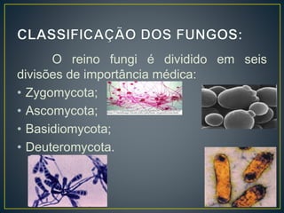 O reino fungi é dividido em seis
divisões de importância médica:
• Zygomycota;
• Ascomycota;
• Basidiomycota;
• Deuteromycota.
 