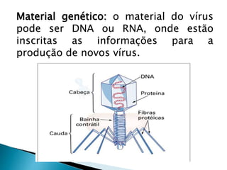 Material genético: o material do vírus
pode ser DNA ou RNA, onde estão
inscritas as informações para a
produção de novos vírus.
 