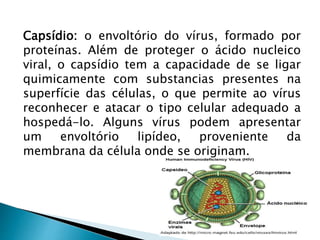 Capsídio: o envoltório do vírus, formado por
proteínas. Além de proteger o ácido nucleico
viral, o capsídio tem a capacidade de se ligar
quimicamente com substancias presentes na
superfície das células, o que permite ao vírus
reconhecer e atacar o tipo celular adequado a
hospedá-lo. Alguns vírus podem apresentar
um envoltório lipídeo, proveniente da
membrana da célula onde se originam.
 
