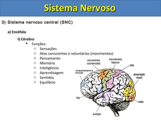 Sistema NervosoSistema Nervoso
3) Sistema nervoso central (SNC)
a) Encéfalo
I) Cérebro
 Funções:
o Sensações
o Atos conscientes e voluntários (movimentos)
o Pensamento
o Memória
o Inteligência
o Aprendizagem
o Sentidos
o Equilíbrio
 