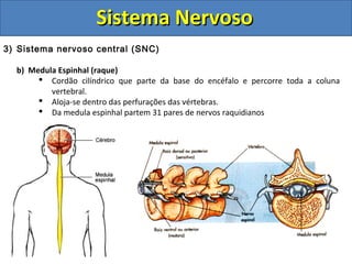 Sistema NervosoSistema Nervoso
3) Sistema nervoso central (SNC)
b) Medula Espinhal (raque)
 Cordão cilíndrico que parte da base do encéfalo e percorre toda a coluna
vertebral.
 Aloja-se dentro das perfurações das vértebras.
 Da medula espinhal partem 31 pares de nervos raquidianos
 