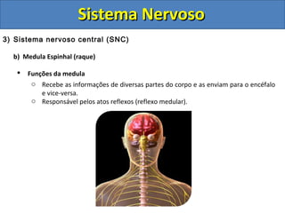 Sistema NervosoSistema Nervoso
3) Sistema nervoso central (SNC)
b) Medula Espinhal (raque)
 Funções da medula
o Recebe as informações de diversas partes do corpo e as enviam para o encéfalo
e vice-versa.
o Responsável pelos atos reflexos (reflexo medular).
 
