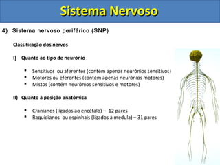 Sistema NervosoSistema Nervoso
4) Sistema nervoso periférico (SNP)
Classificação dos nervos
I) Quanto ao tipo de neurônio
 Sensitivos ou aferentes (contém apenas neurônios sensitivos)
 Motores ou eferentes (contém apenas neurônios motores)
 Mistos (contém neurônios sensitivos e motores)
II) Quanto à posição anatômica
 Cranianos (ligados ao encéfalo) – 12 pares
 Raquidianos ou espinhais (ligados à medula) – 31 pares
 