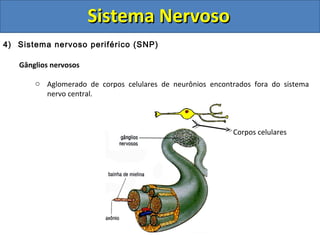 Sistema NervosoSistema Nervoso
4) Sistema nervoso periférico (SNP)
Gânglios nervosos
o Aglomerado de corpos celulares de neurônios encontrados fora do sistema
nervo central.
Corpos celulares
 