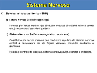 Sistema NervosoSistema Nervoso
4) Sistema nervoso periférico (SNP)
a) Sistema Nervoso Voluntário (Somático)
Formado por nervos motores que conduzem impulsos do sistema nervoso central
(SNC) à musculatura estriada esquelética.
b) Sistema Nervoso Autônomo (vegetativo ou visceral)
Constituído por nervos motores que conduzem impulsos do sistema nervoso
central à musculatura lisa de órgãos viscerais, músculos cardíacos e
glândulas.
Realiza o controle da digestão, sistema cardiovascular, excretor e endócrino.
 