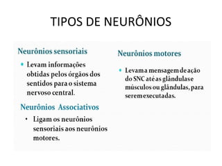 TIPOS DE NEURÔNIOS
 